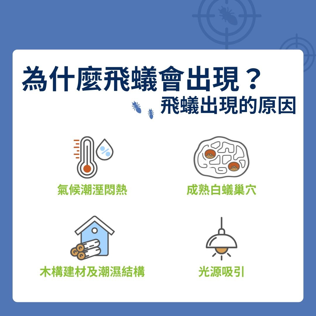 飛蟻出現原因
