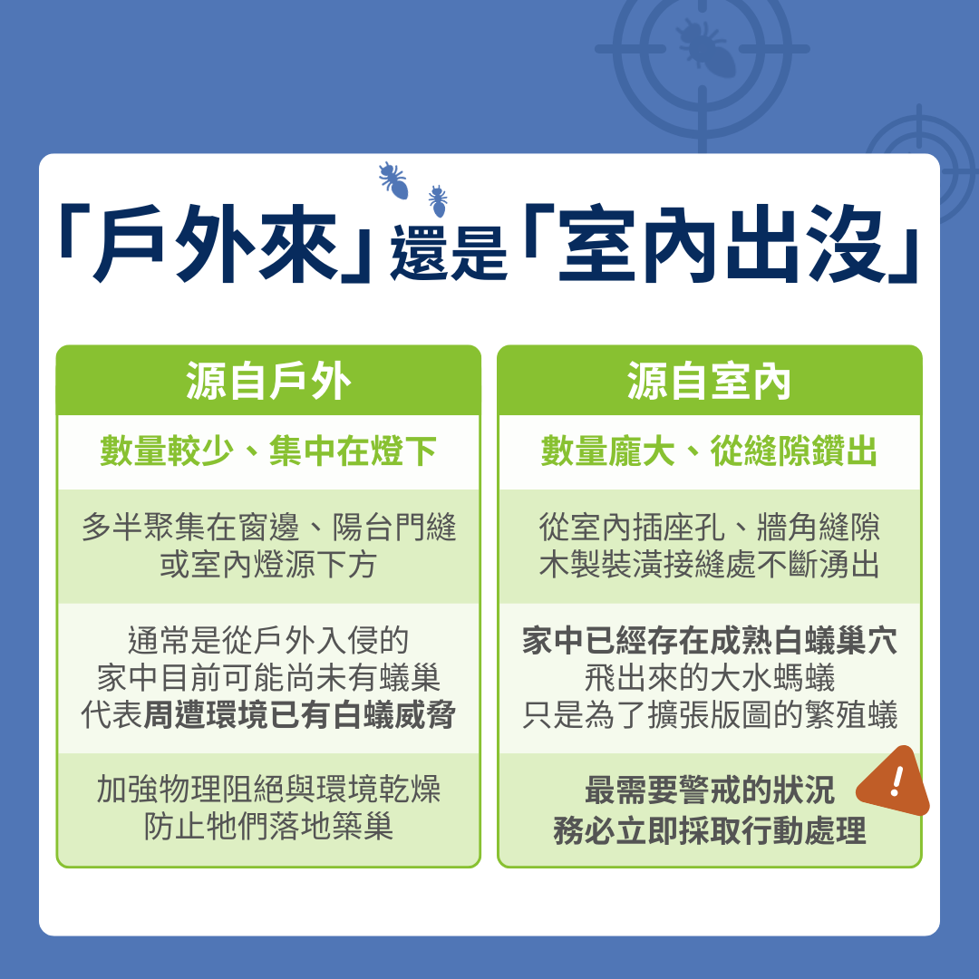 大水螞蟻是從哪裡來